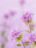 Bee Balm or Bergamot Flowers (Monarda Fistulosa)  North America