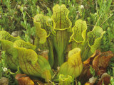 Northern Pitcher Plants in a Bog  Sarracenia Purpurea  Michigan  USA