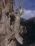 Giant Leaf-Tailed Gecko  Uroplatus Fimbriatus  Madagascar
