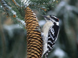 Male Downy Woodpecker (Picoides Pubescens) on a Spruce Cone  Eastern North America