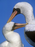 Mutual Grooming by Masked Boobies  Sula Dactylatra  Hood Island  Galapagos Islands
