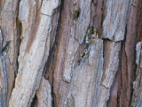 Incense-Cedar Tree Bark (Calocedrus Decurrens)  California  USA