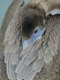Brown Pelican