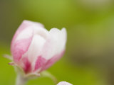 Apple Blossom Opening in the Spring
