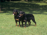 Rottweiler Variety of Domestic Dog