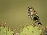 A Lark Bunting  Calamospiza Melanocorys  Arizona  USA
