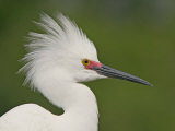 Snowy Egret in Breeding Plumage Showing its Head Display  Egretta Thula  Southeastern USA