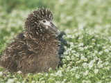 Laysan Albatross Baby  Diomedea Immutabilis  Midway Atoll National Wildlife Refuge  USA