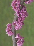 Eastern Redbud Flowers  Cercis Canadensis  Eastern North America
