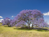 Lavender-Colored Blossoms on Jacaranda Trees (Jacaranda Mimosifolia) in a Field  Maui  Hawaii  USA
