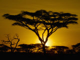 Acacia Tree Silhouette at Twilight on the Savanna of Tanzania  East Africa
