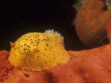 Sea Lemon Nudibranch  Anisodoris Nobilis  Feeding on a Sponge  California  Usa  Pacific Ocean