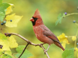 Male Northern Cardinal (Cardinalis Cardinalis) in a Grape (Vitis)  North America