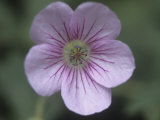 Wild Geranium Flower Showing Nectar Guides  Geranium Viscosissimum  North America