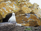 Snow Petrel on its Cliffside Nest  Pagodroma Nivea  South Orkney Islands