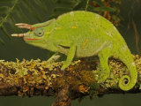 Usambara 3-Horn Chameleon  Chamaeleo Deremensis