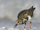 Ruddy Turnstone Feeding  Arenaria Interpres  North America