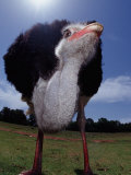 South African Ostrich (Struthio Camelus Australis) South Africa  Addo Elephant National Park