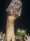 Black Morel Mushroom  Morchella Angusticeps  Ascomycetes  North America
