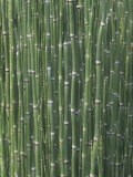 Scouring Rushes or Horsetails  Equisetum Hyemale  North America