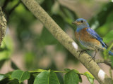 Male Western Bluebird (Sialia Mexicana) with an Insect in its Bill  North America