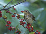Swainson's Thrush (Catharus Ustulatus) Eating a Spicebush Berry  North America
