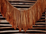 Cigar Production  Punta Cana  Caribbean  Dominican Republic