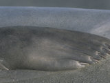 Southern Elephant Seal Front Flipper  Mirounga Leonina  South Georgia Islands  Antarctic Region