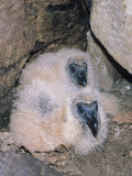 Black Vulture Chicks in the Nest (Coragyps Atratus)  Southern USA