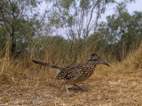 Greater Roadrunner  Geococcyx Californianus  Texas  USA