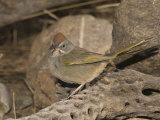 Green-Tailed Towhee on a Cholla Cactus Skeleton (Pipilo Chlorurus)  Arizona  USA