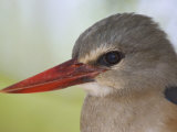 Gray-Headed Kingfisher Head  Halcyon Leucocephala  Kenya  Africa