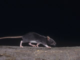 Norway Rat  Rattus Norvegicus
