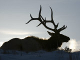 Bull Elk (Cervus Elaphus) in Winter