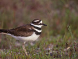 Killdeer  Charadrius Vociferus  North America