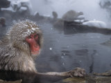 Snow Monkey Sitting in a Hot Spring on a Snowy Day (Macaca Fuscata)  Japan  Asia