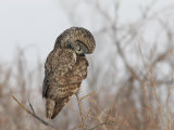 Great Gray Owl (Strix Nebulosa) Hunting\R\N (Strix Nebulosa