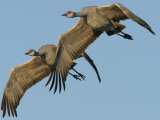 Sandhill Crane  Grus Canadensis  in Flight