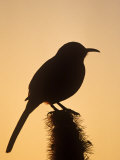 Curve-Billed Thrasher Silhouette on a Cactus  Toxostoma Curvirostre  Southwestern USA