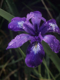 Douglas Iris  Iris Douglasiana  California  USA