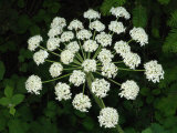 Cow Parsnip Umbel (Heracleum Lanatum)  Oregon  USA