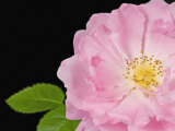 Rose Flower Parts (Rosa)
