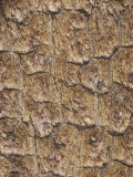 Bark of the Western White Pine  Pinus Monticola  California  USA