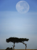 Full Moon Setting Above Acacia Trees  Masai Mara  Kenya