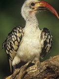 Red-Billed Hornbill  Tockus Erythrorhynchus  East Africa
