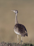 Black-Bellied Bustard (Eupodotis Melanogaster)  Africa
