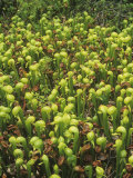 California Pitcher Plant or Cobra Lily  Darlingtonia Californica  California  USA