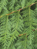 Western Red Cedar Leaves  Thuja Plicata  Western North America