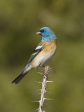 Lazuli Bunting Male (Passerina Amoena) on an Ocotillo Branch  Arizona  USA