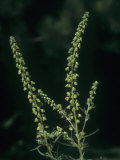Racemes or Flowers of Common Ragweed (Ambrosia Artemisiifolia)  an Allergenic Plant